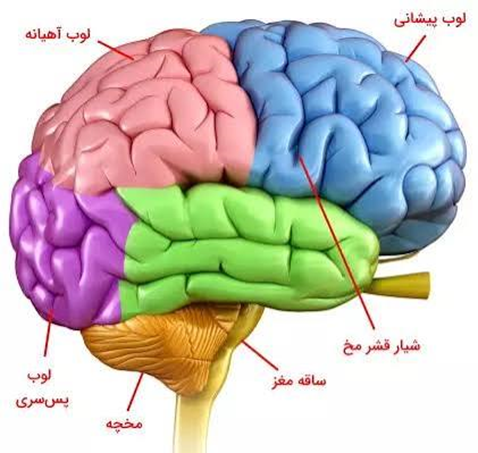 بخش ها مختلف مغز